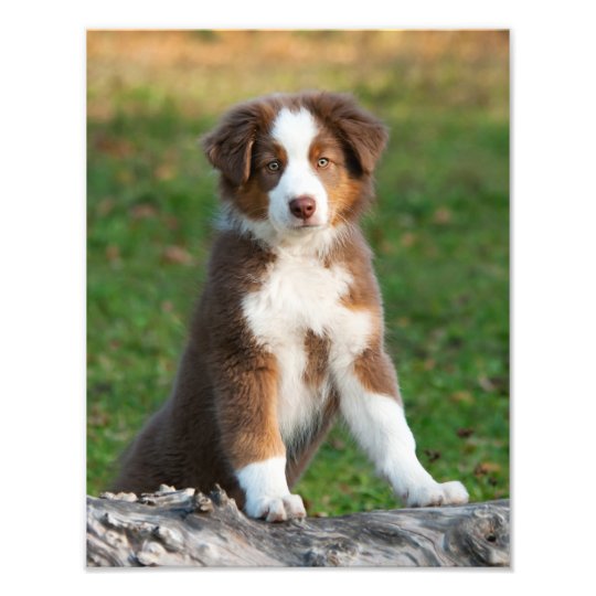 Cute Australian Shepherd Dog Puppy Pet Paperprint Photo Print | Zazzle.com