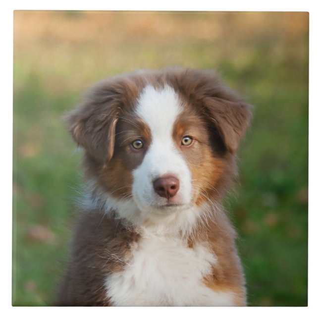 Cute Australian Shepherd Dog Puppy Photo Ceramic Tile (Front)