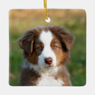 Cute Australian Shepherd Dog Puppy Photo Portrait Ceramic Ornament