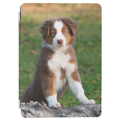 Cute Australian Shepherd Dog Puppy Photo Portrait iPad Air Cover