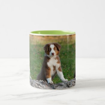Cute Australian Shepherd Dog Puppy Photo Portrait Two-tone Coffee Mug by Kathom_Photo at Zazzle