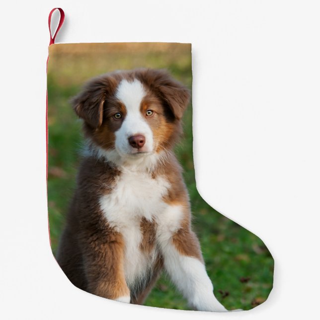 Cute Australian Shepherd Dog Puppy - Santa mantle Small Christmas Stocking (Front)