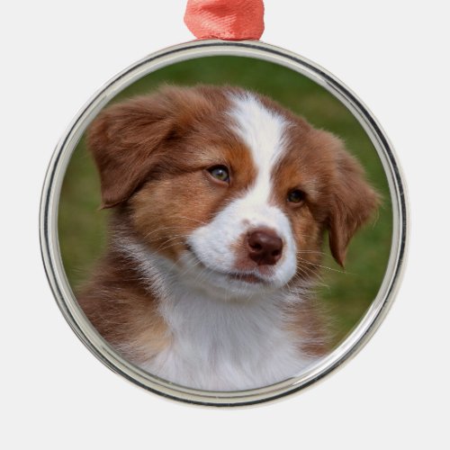 Cute Australian Shepherd Puppy Ceramic Ornament