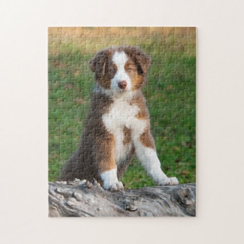 Cute Australian Shepherd puppy Jigsaw Puzzle