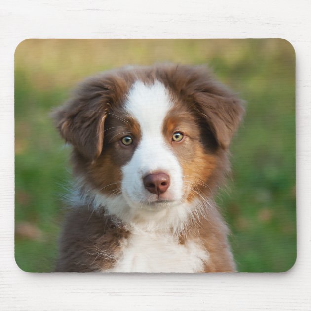 cute australian shepherd puppy