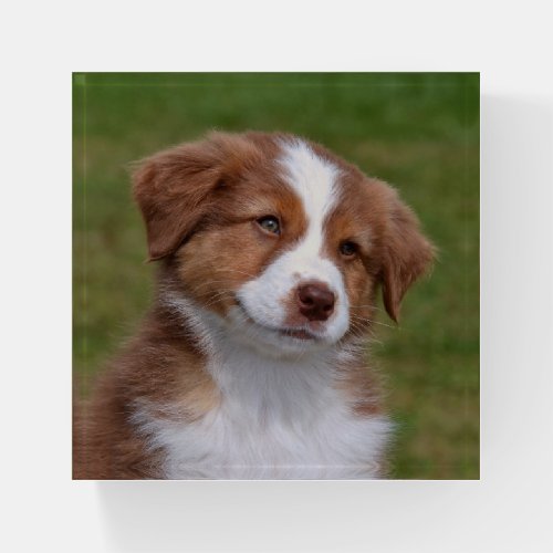 Cute Australian Shepherd Puppy Paperweight