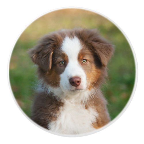 Cute Australian Shepherd puppy portrait Ceramic Knob