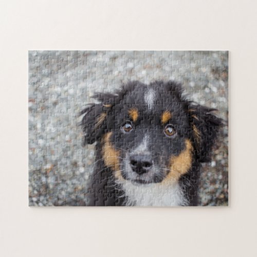 Cute Australian Shepherd Puppy Portrait Jigsaw Puzzle