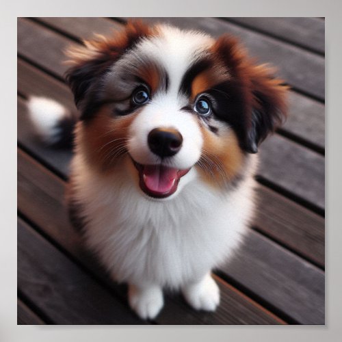  cute Australian Shepherd puppy  Poster