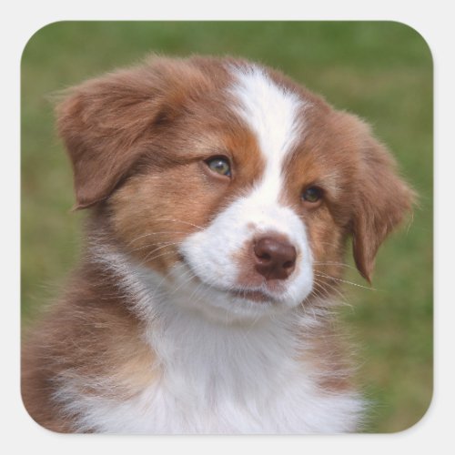 Cute Australian Shepherd Puppy Square Sticker