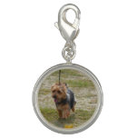 Cute Australian Terrier Charm