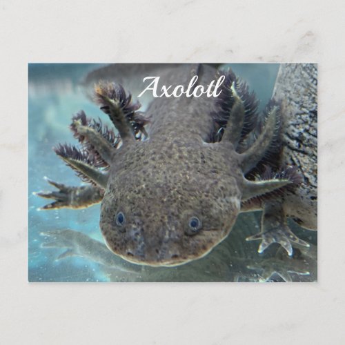 Cute axolotl postcard