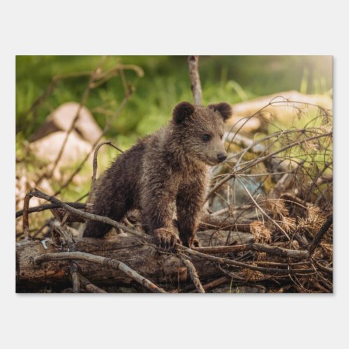 Cute Baby Bear in Woods Sign