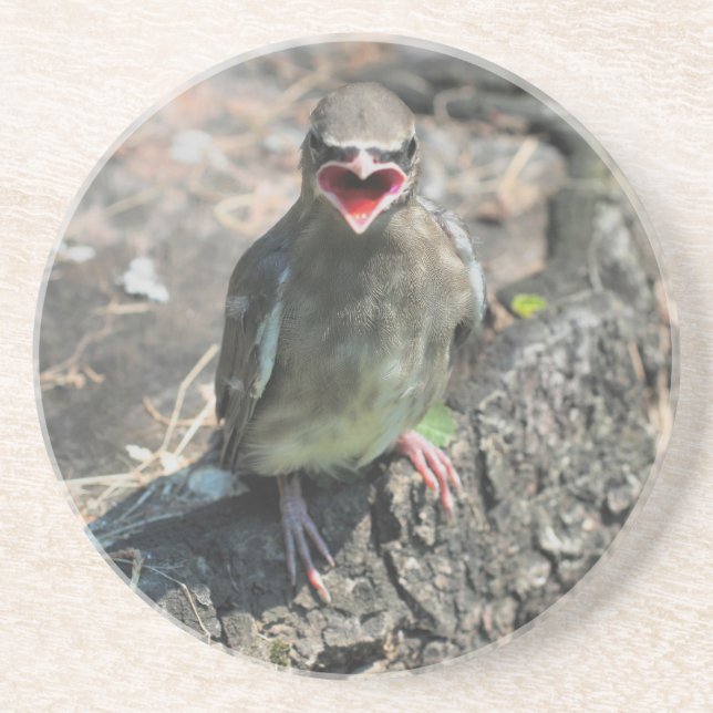 Cute Baby Bird Nature Drink Coaster (Front)