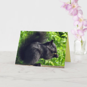 Cute Baby Black Squirrel Eating Seeds Nature Card