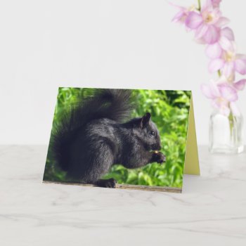 Cute Baby Black Squirrel Eating Seeds Nature Card by M_Sylvia_Chaume at Zazzle