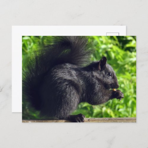 Cute Baby Black Squirrel Eating Seeds Nature Postcard