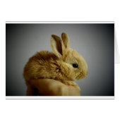 Cute Baby Bunny in Hand (Front Horizontal)