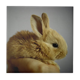 Cute Baby Bunny in Hand Ceramic Tile