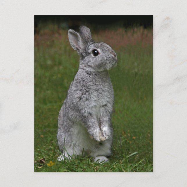 Cute Baby Bunny Postcard (Front)