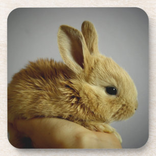Cute Baby Bunny Rabbit in Hand Beverage Coaster