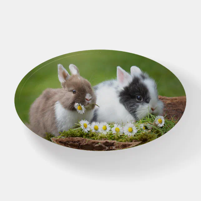 Cute Baby Bunny Rabbits with Flowers Paperweight | Zazzle