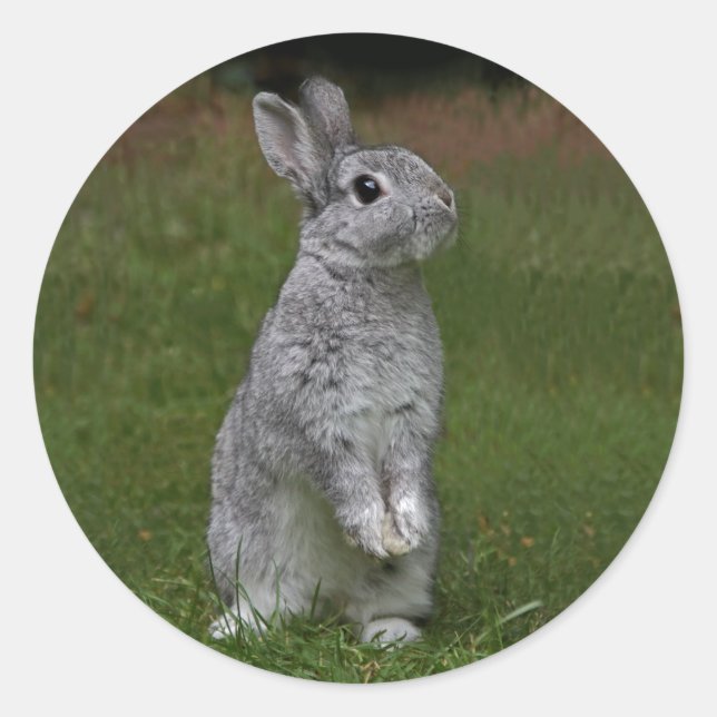 Cute Baby Bunny Sticker (Front)