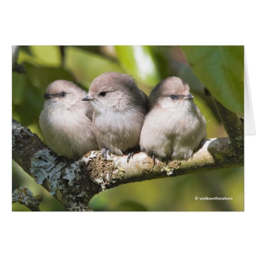 Cute Baby Bushtit Songbirds in the Pear Tree Card