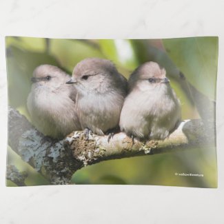 Cute Baby Bushtit Songbirds in the Pear Tree