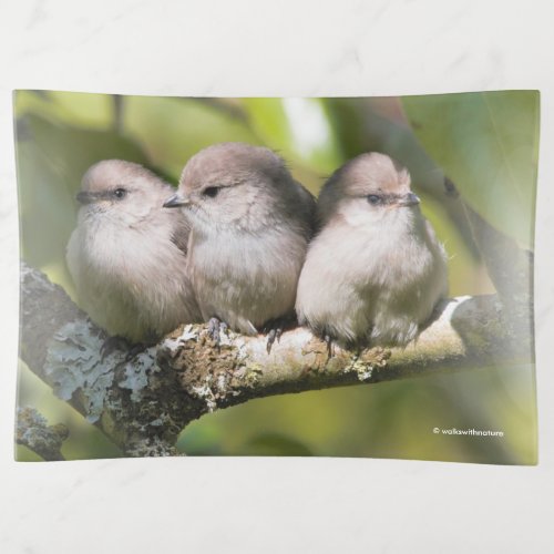 Cute Baby Bushtit Songbirds in the Pear Tree Trinket Tray