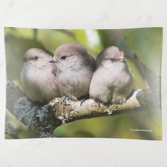 Cute Baby Bushtit Songbirds in the Pear Tree Trinket Tray (Front)