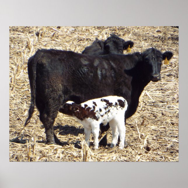 Cute Baby Calf Nursing on Mama Cow Poster (Front)
