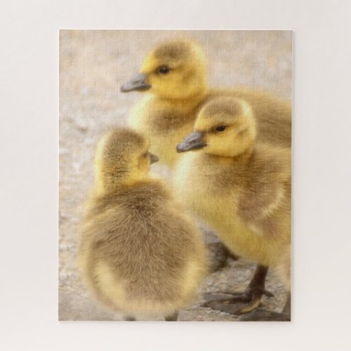 Cute Baby Canada Geese Soft Bird Nature Jigsaw Puzzle