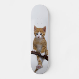 Cute Baby Cat Kitten Funny Gym Photo - Skateboard Deck