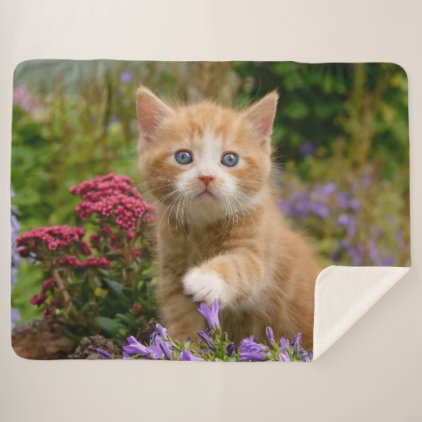 Cute Baby Cat Kitten Pet Playing Animal Photo Head Sherpa Blanket