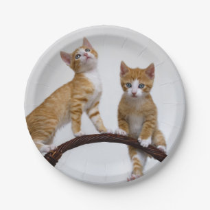 Cute Baby Cats Kittens Funny Gym Photo Party Paper Plates