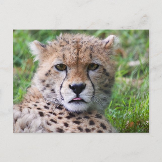 Cute Baby Cheetah Close Up Face Postcard (Front)