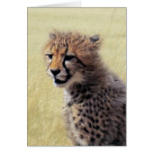 Cute baby Cheetah Cub (Front)