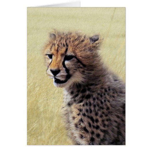 Cute baby Cheetah Cub Cards (Front)