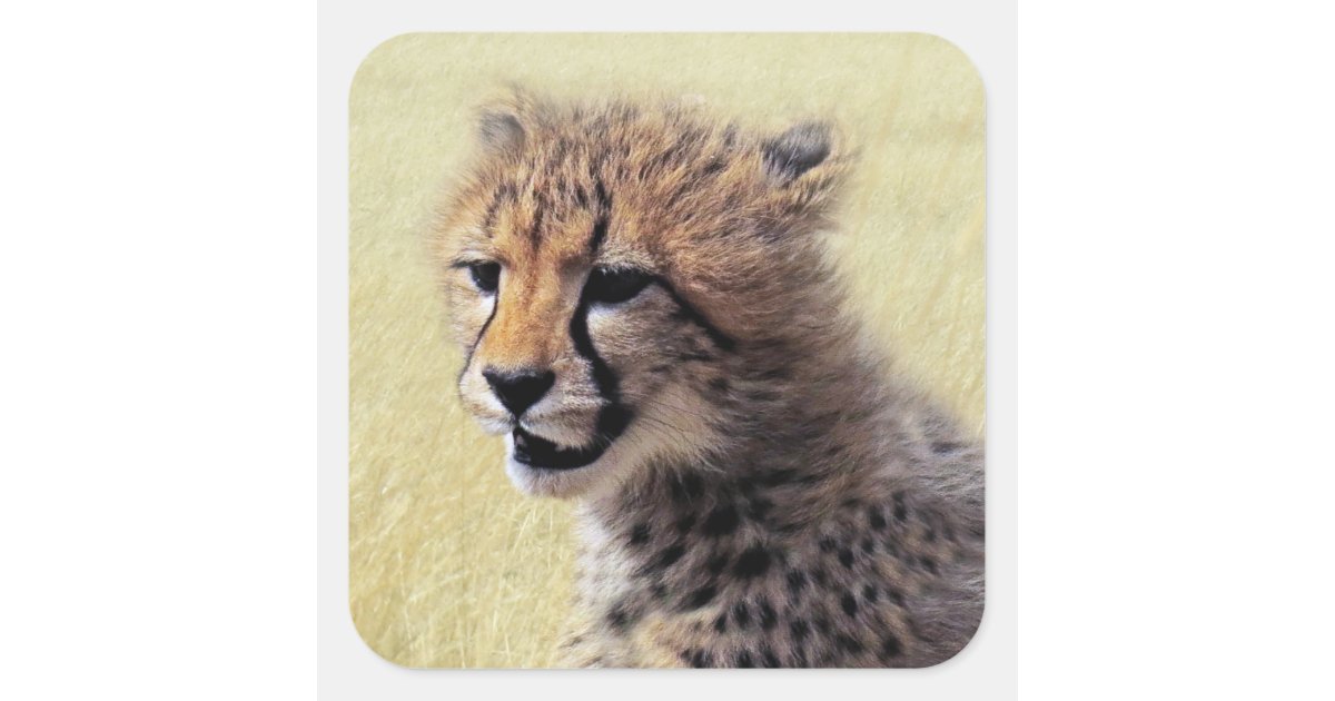 Cheetah Cub Playing With Basketball | Sticker