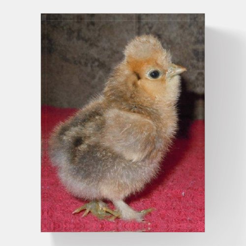 Cute Baby Chick Paperweight