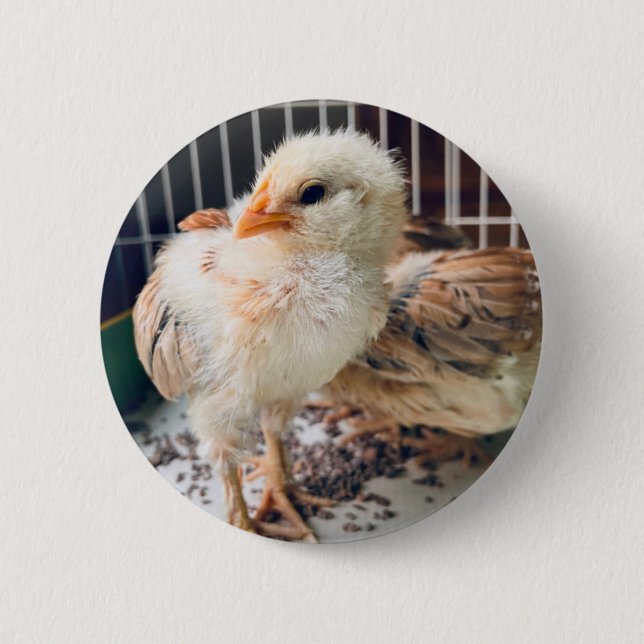 Cute Baby Chick Round Button (Front)