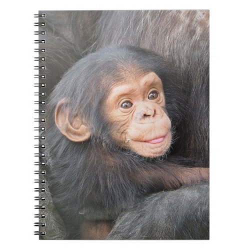Cute Baby Chimpanzee Notebook