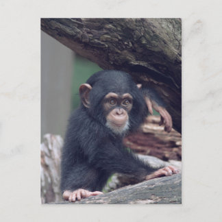 cute baby Chimpanzee Postcard