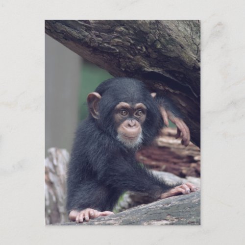 cute baby Chimpanzee Postcard