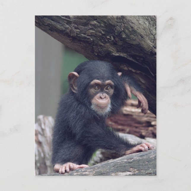 cute baby Chimpanzee Postcard (Front)