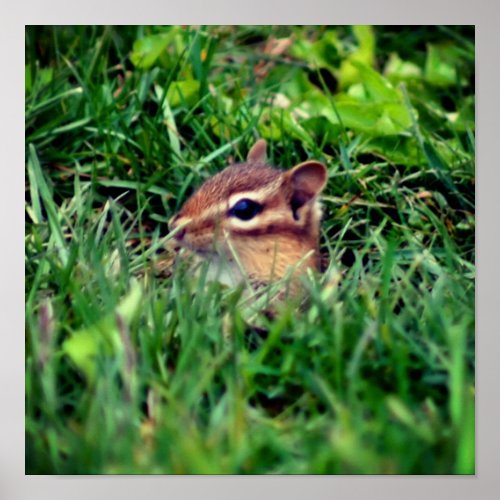 Cute Baby Chipmunk Peeking Wildlife  Poster
