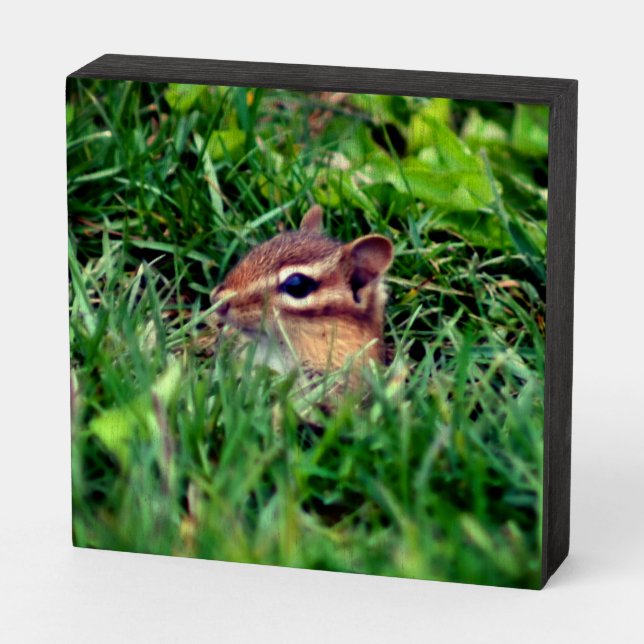 Cute Baby Chipmunk Peeking Wildlife   Wooden Box Sign (Angled Horizontal)