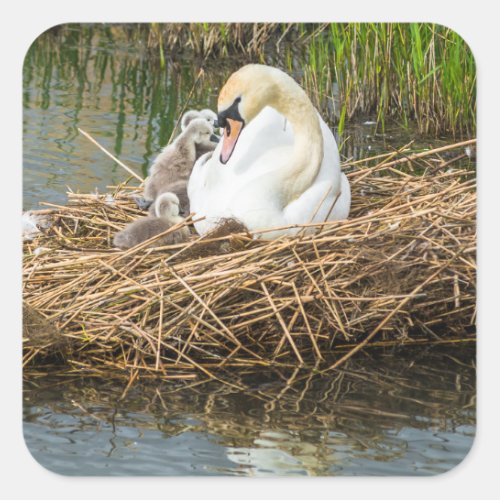 Cute baby cygnets with mom swan square sticker