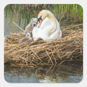 Cute baby cygnets with mom swan square sticker